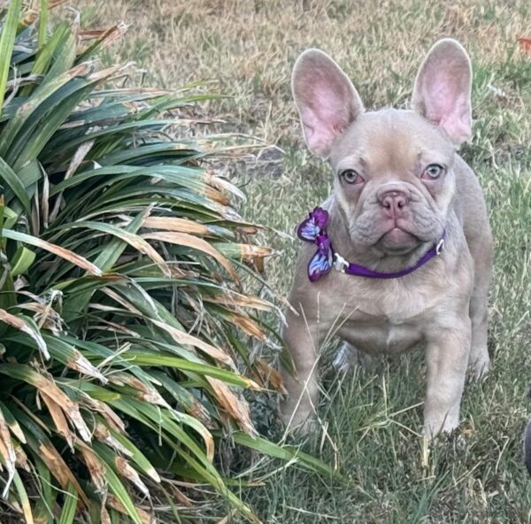 Naira French Bulldog Naira French Bulldog