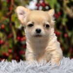 Nemo-male-chihuahua-puppy-for-sale-1 (2)