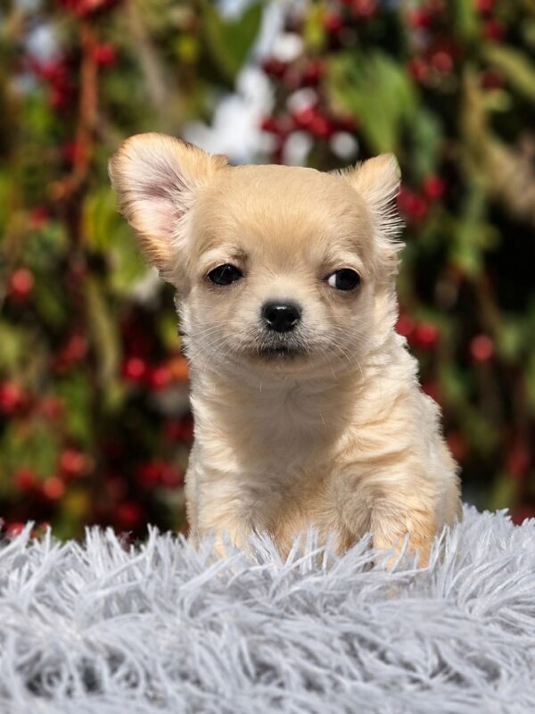 Nemo Chihuahua Nemo Chihuahua