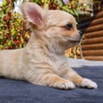 Nemo-male-chihuahua-puppy-for-sale-1 (3)
