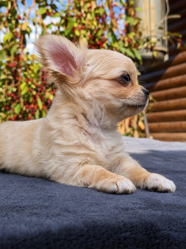 Nemo Chihuahua Nemo Chihuahua