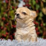 Nemo-male-chihuahua-puppy-for-sale-1 (4)