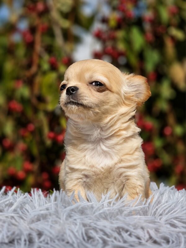 Nemo Chihuahua Nemo Chihuahua