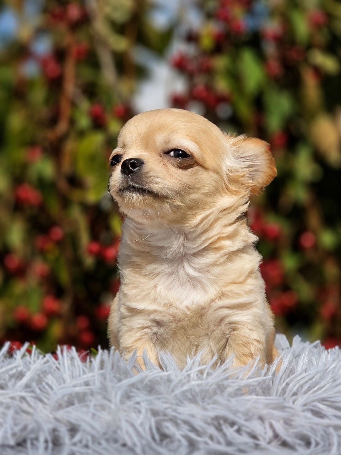International Pet Travel Documentation