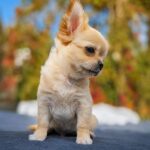 Nemo-male-chihuahua-puppy-for-sale-1 (5)