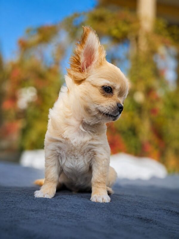Nemo Chihuahua Nemo Chihuahua