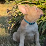 Nemo-male-french-bulldog-puppy-for-sale- (1)