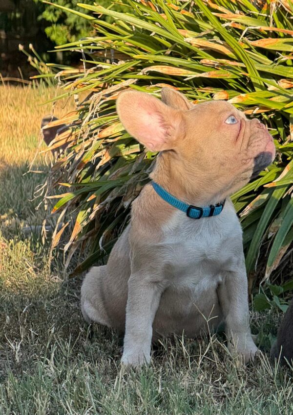 Nina French Bulldog Nina French Bulldog