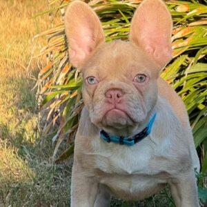 Nina French Bulldog Nina French Bulldog