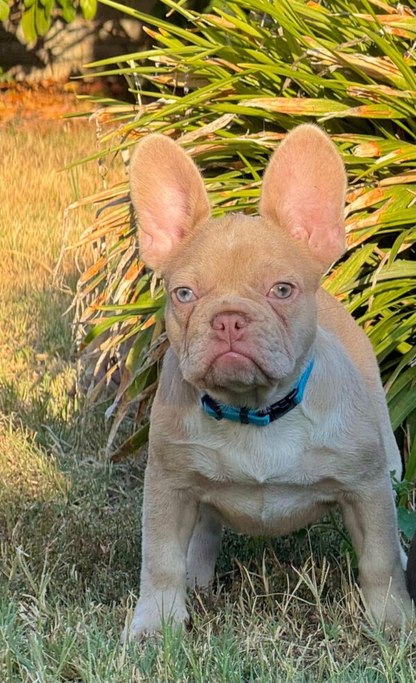 Nina French Bulldog Nina French Bulldog