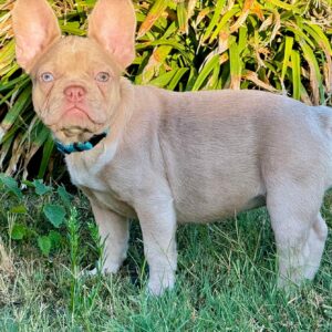 Nina French Bulldog Nina French Bulldog