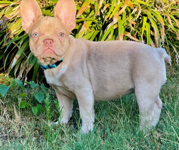 Nina French Bulldog Nina French Bulldog