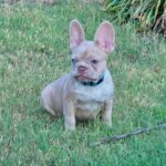 Nemo-male-french-bulldog-puppy-for-sale- (4)