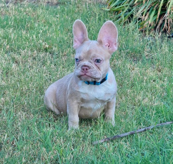 Nina French Bulldog Nina French Bulldog