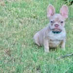Nemo-male-french-bulldog-puppy-for-sale- (5)