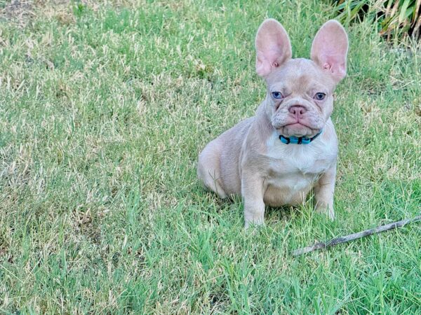 Nina French Bulldog Nina French Bulldog