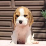 Nerina-female-Beagle-puppy-for-sale-1