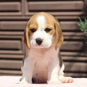 Nerina Beagle Nerina Beagle