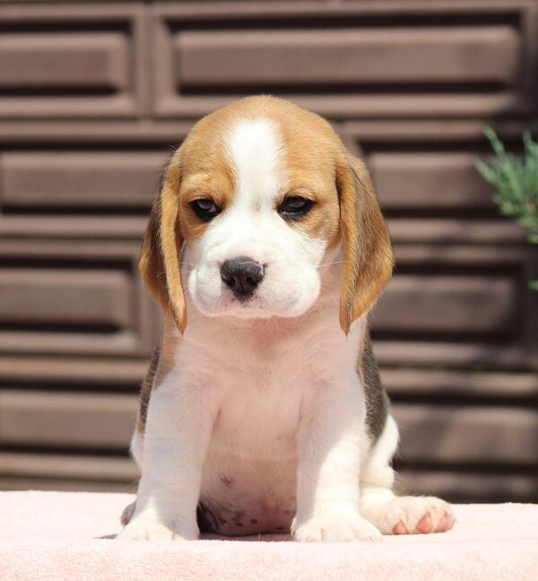 Nerina Beagle Nerina Beagle
