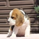 Nerina-female-Beagle-puppy-for-sale-2