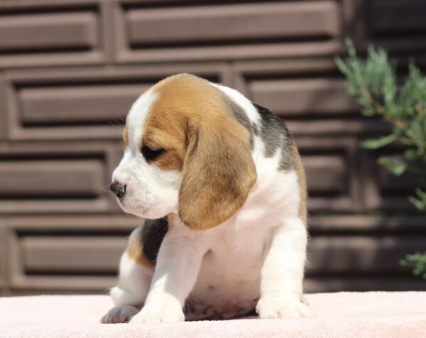 Nerina Beagle Nerina Beagle