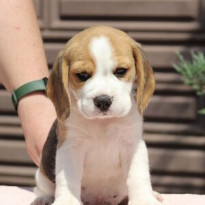 Nerina Beagle Nerina Beagle
