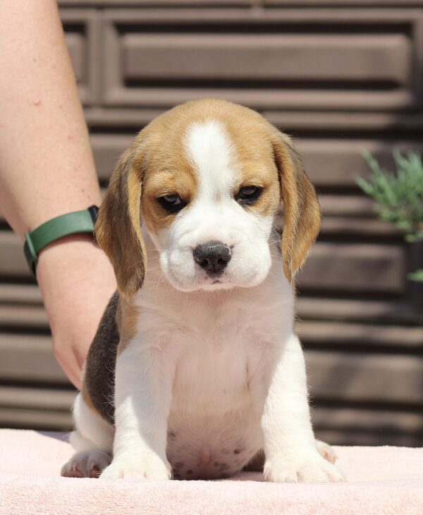Nerina Beagle Nerina Beagle