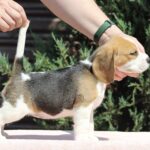 Nerina-female-Beagle-puppy-for-sale-4