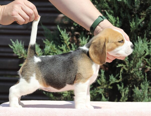 Nerina Beagle Nerina Beagle