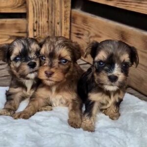 New Male Litter Yorkipoo New Male Litter Yorkipoo