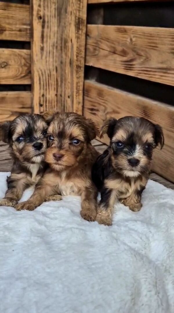 New Male Litter Yorkipoo New Male Litter Yorkipoo