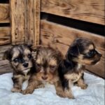 New-Litter-male-Yorkipoo-puppy-for-sale-2