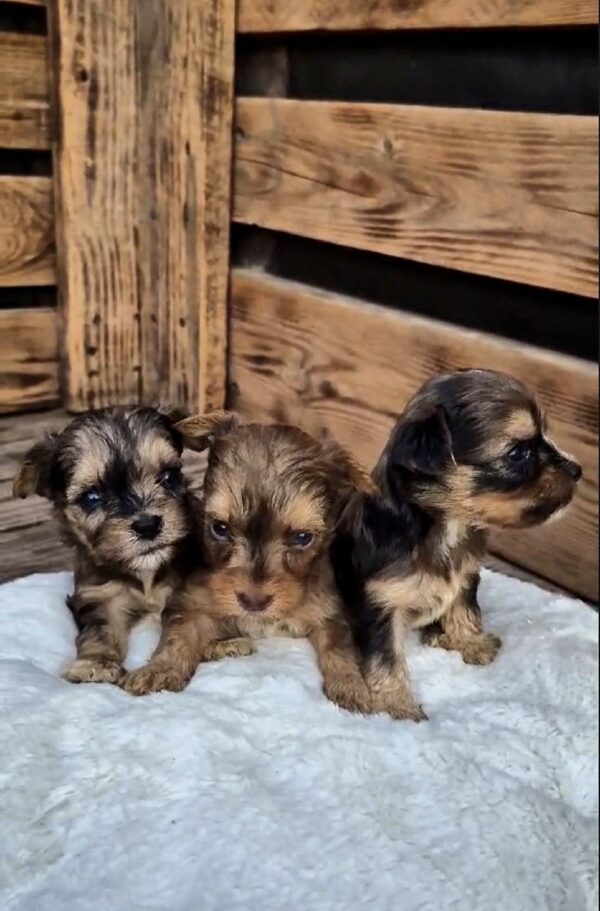 New Male Litter Yorkipoo New Male Litter Yorkipoo