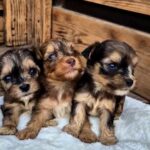 New-Litter-male-Yorkipoo-puppy-for-sale-3