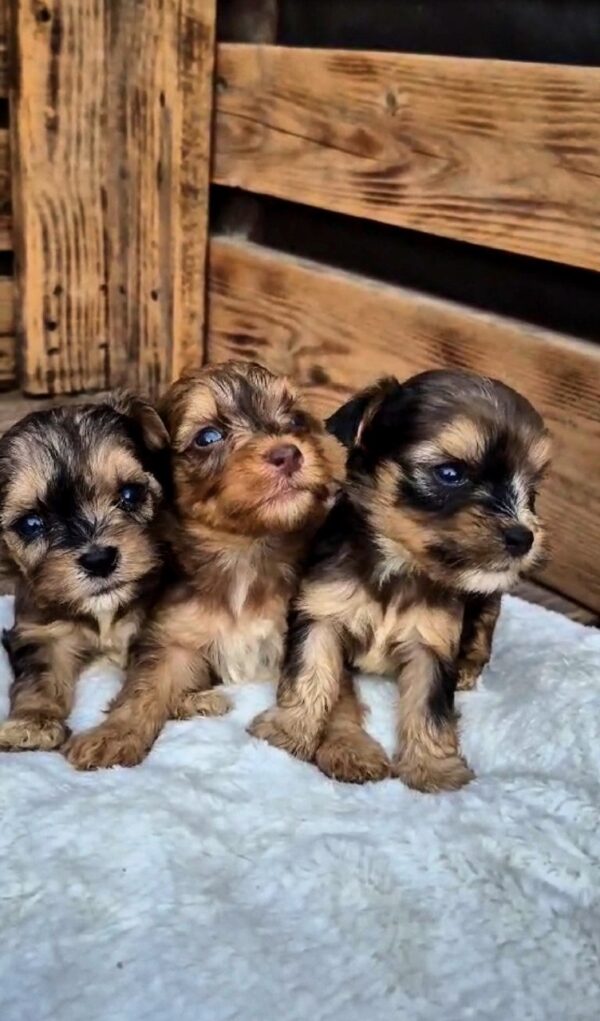 New Male Litter Yorkipoo New Male Litter Yorkipoo