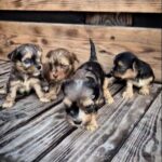 New-Litter-male-Yorkipoo-puppy-for-sale-4