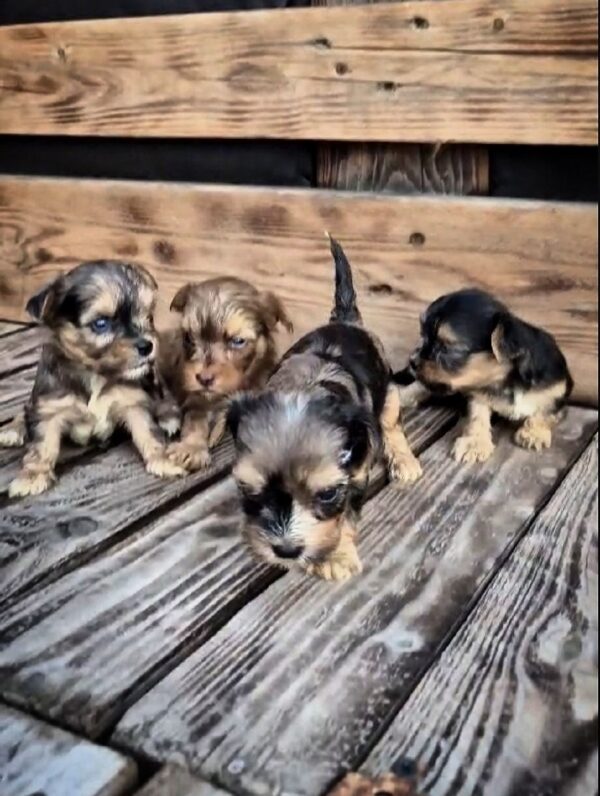 New Male Litter Yorkipoo New Male Litter Yorkipoo