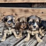 New-Litter-male-Yorkipoo-puppy-for-sale-5