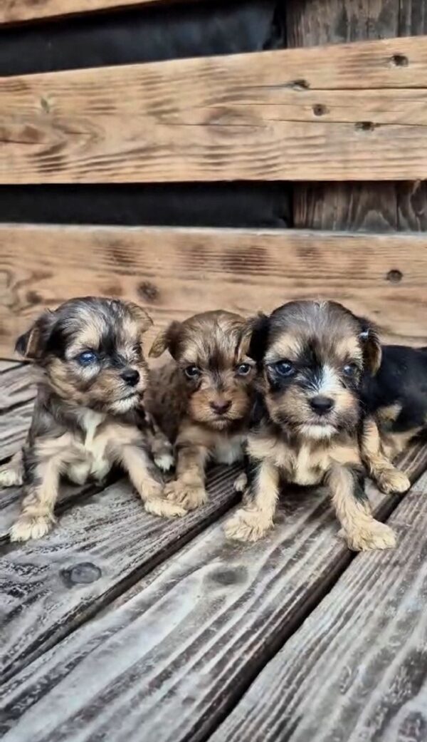 New Male Litter Yorkipoo New Male Litter Yorkipoo