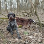 Nils-male-deutsch-drahthaar-puppy-for-sale- (1)
