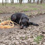 Nils-male-deutsch-drahthaar-puppy-for-sale- (3)