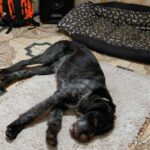 Nils-male-deutsch-drahthaar-puppy-for-sale- (4)