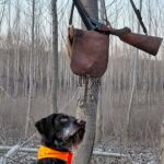 Nils-male-deutsch-drahthaar-puppy-for-sale- (5)