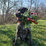 Nils-male-deutsch-drahthaar-puppy-for-sale- (6)
