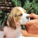 Nixon-male-Beagle-puppy-for-sale-1