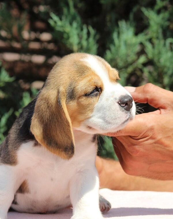 Nixon Beagle Nixon Beagle