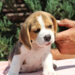 Nixon-male-Beagle-puppy-for-sale-2