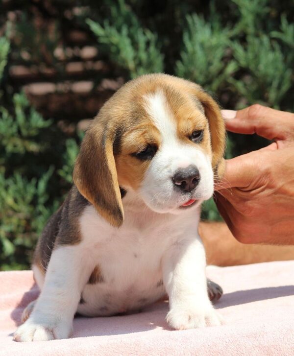 Nixon Beagle Nixon Beagle