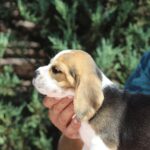 Nixon-male-Beagle-puppy-for-sale-3