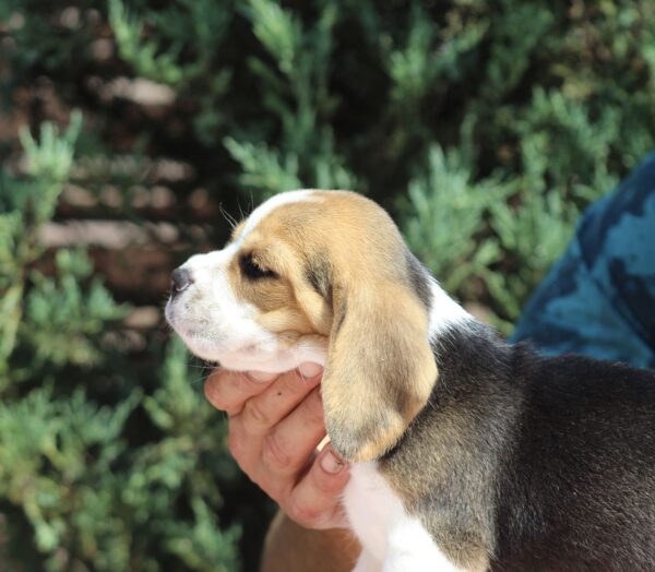 Nixon Beagle Nixon Beagle